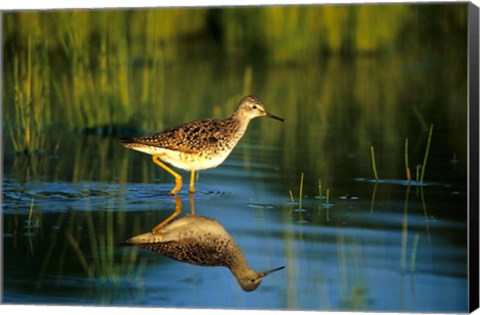 Framed Greater Yellowlegs In Wetland, Illinois Print