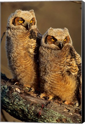 Framed Great Horned Owls, Illinois Print