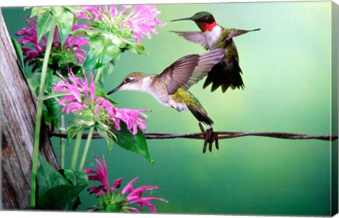 Framed Ruby-Throated Hummingbirds At Bee Balm Print