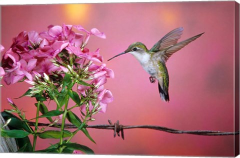 Framed Ruby-Throated Hummingbird Near Garden Phlox Print