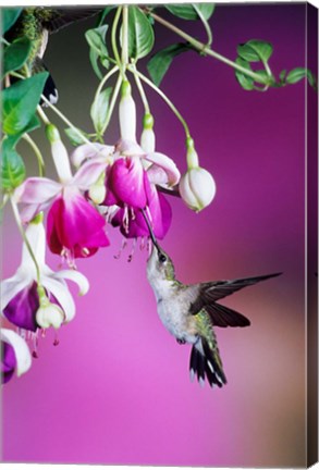 Framed Ruby-Throated Hummingbird Near Hybrid Fuchsia Print