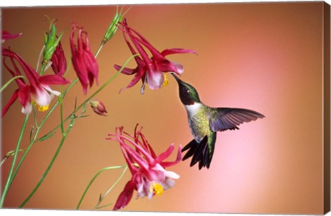 Framed Ruby-Throated Hummingbird On Crimson Star Columbine Print