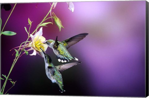 Framed Ruby-Throated Hummingbird Females At Mckana Hybrid Columbine, Shelby County, Illinois Print