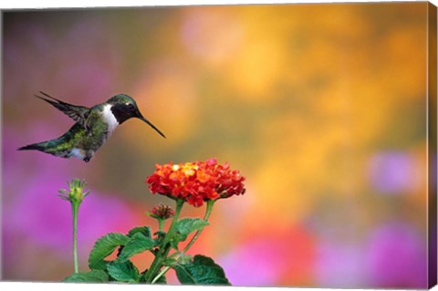 Framed Ruby-Throated Hummingbird At Dallas Red Lantana Print