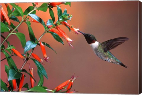 Framed Ruby-Throated Hummingbird At Cigar Plant Print