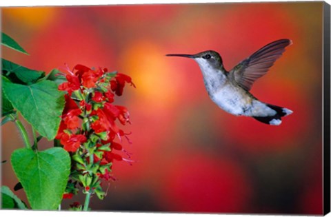 Framed Ruby-Throated Hummingbird On Scarlet Sage Print