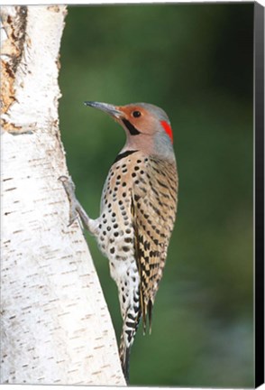 Framed Northern Flicker On A Birch Tree Print