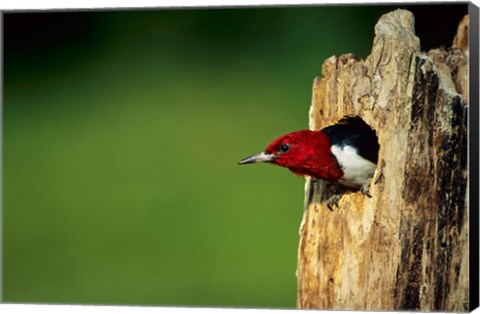 Framed Red-Headed Woodpecker In Nest Cavity, Illinois Print