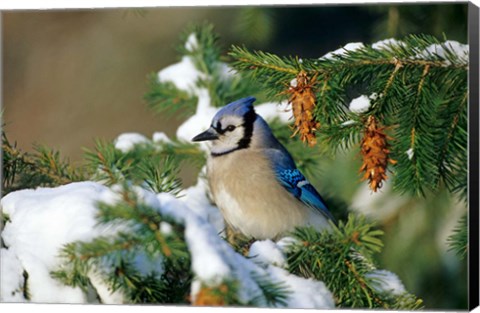 Framed Blue Jay In Winter Spruce Tree Print