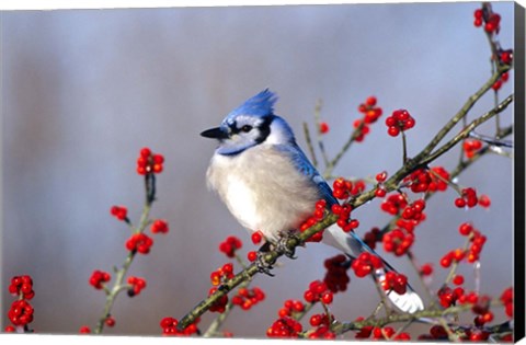 Framed Blue Jay In Icy Green Hawthorn Tree Print