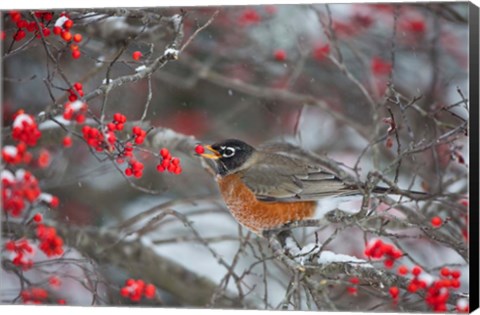 Framed American Robin Eating Berry In Common Winterberry Bush Print