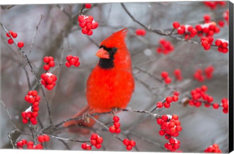 Framed Northern Cardinal In Common Winterberry Bush Print