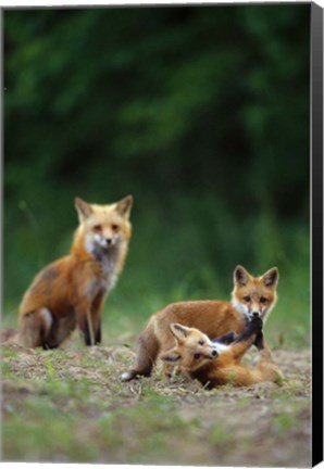 Framed Red Fox Adults With Kit Print