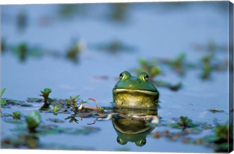 Framed American Bullfrog In The Wetlands Print