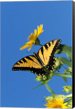 Framed Eastern Tiger Swallowtails On A Cup Plant Print