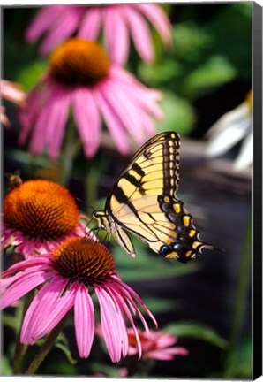 Framed Eastern Tiger Swallowtail On A Purple Coneflower Print