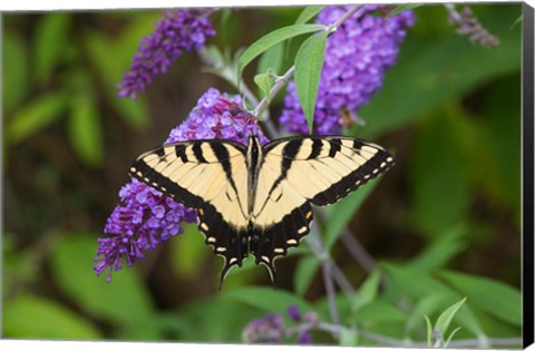 Framed Eastern Tiger Swallowtail On Butterfly Bush Print