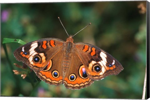 Framed Common Buckeye Print