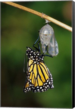 Framed Monarch During Emergence Print
