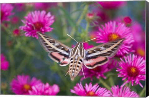 Framed White-Lined Sphinx Moth On An Alma Potschke Aster Print