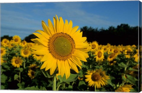 Framed Common Sunflower Field, Illinois Print