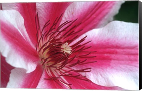 Framed Carnaby Clematis Flower, Marion County, Illinois Print