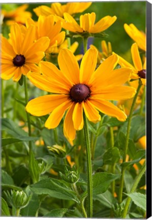 Framed Indian Summer Black-Eyed Susans, Illinois Print