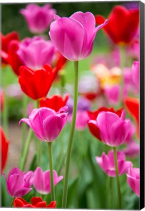 Framed Pink And Red Tulips, Cantigny Park, Wheaton, Illinois Print