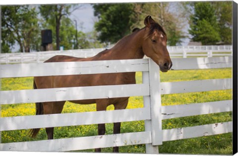 Framed Horse At Fence, Kentucky Print