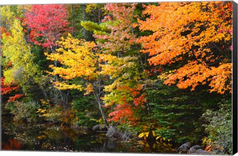 Framed Autumn Trees Along The Sheepscot River, Maine Print