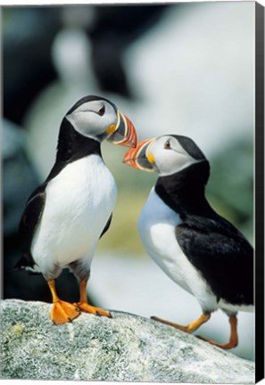 Framed Atlantic Puffins, Machias Seal Island, Maine Print