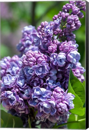 Framed Purple Lilac Tree, Arnold Arboretum, Boston Print