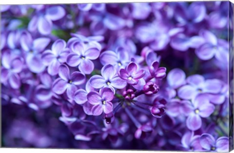 Framed Close-Up Of A Purple Lilac Tree, Arnold Arboretum, Boston Print