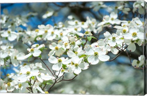 Framed Dogwood Tree, Arnold Arboretum, Boston Print