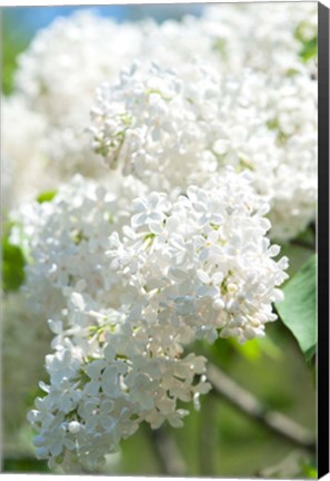 Framed White Lilac Tree, Arnold Arboretum Print