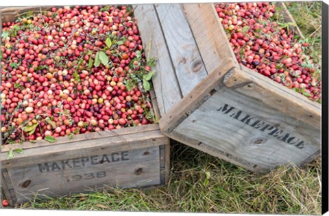 Framed Crated Cranberries Print