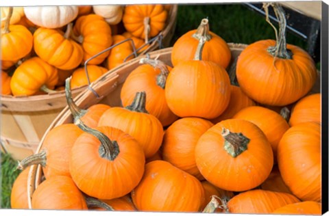 Framed Pumpkin Harvet, Massachusetts Print