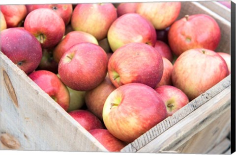 Framed Apple Harvest, Massachusetts Print