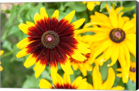 Framed Black-Eyed Susans, Massachusetts Print