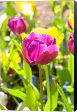 Framed Purple Tulip, Massachusetts Print