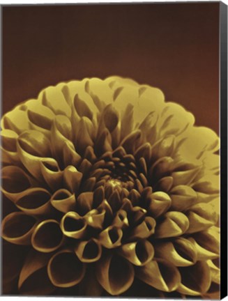 Framed Chocolate Dahlia II Print