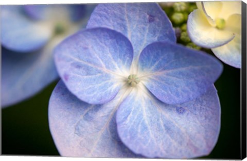 Framed Blue Lacecap Hydrangea, Massachusetts Print