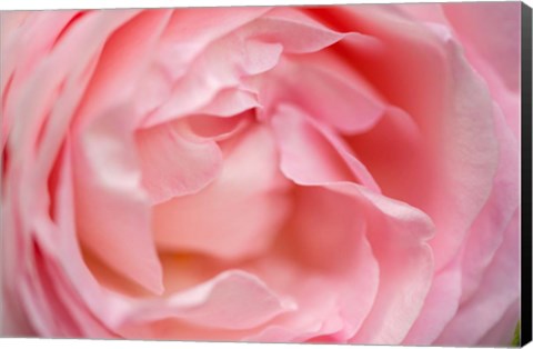 Framed Close-Up Of A Pink Pierre De Ronsard Rose Print