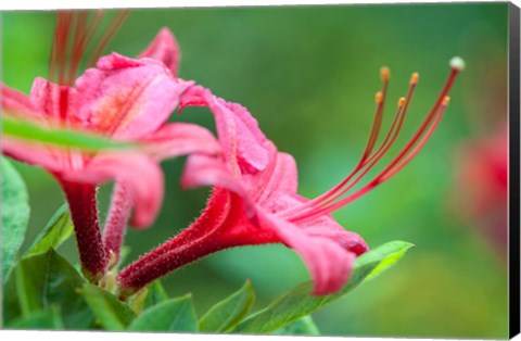 Framed Pink Azalea, Massachusetts Print