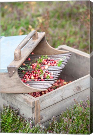 Framed Cranberries And Scoop, Massachusetts Print