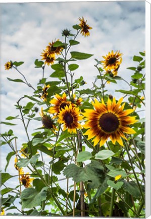 Framed Tall Sunflowers In Cape Ann, Massachusetts Print