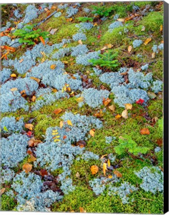 Framed Moss And Balsam Fir Saplings Print