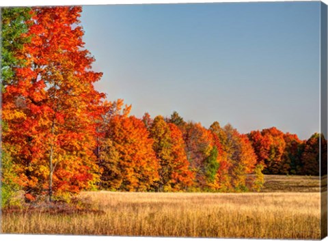 Framed Fall Colors Of The Hiawatha National Forest Print