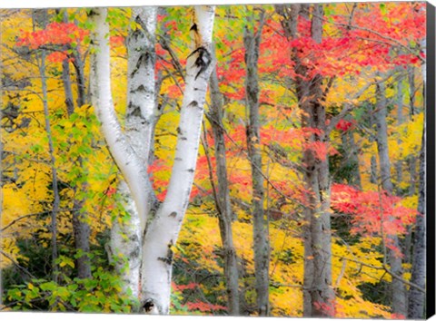 Framed Hardwood Forest In Autumn Print