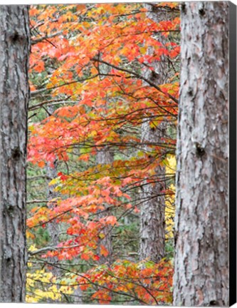 Framed Fall Pine Trees In The Forest, Michigan Print